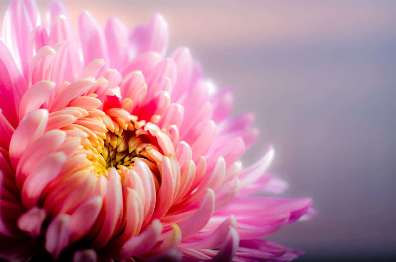 Chrysanthemum anti-itch ingredients